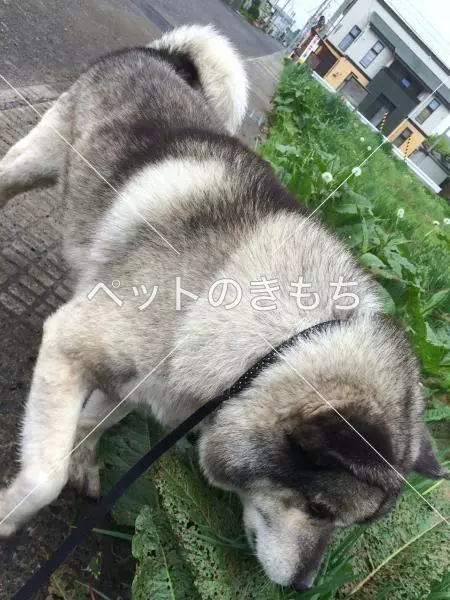 迷子犬の画像