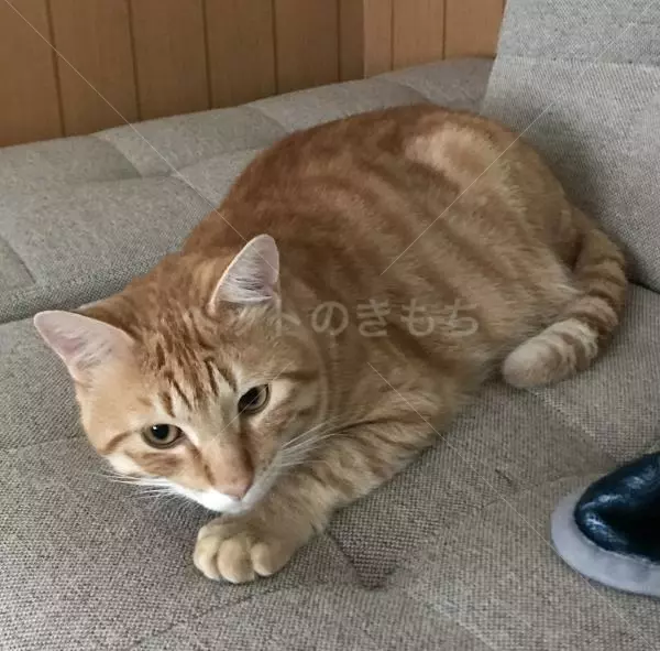 迷子猫の画像