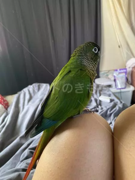 迷子鳥の画像