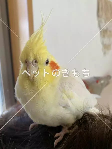 迷子鳥の画像