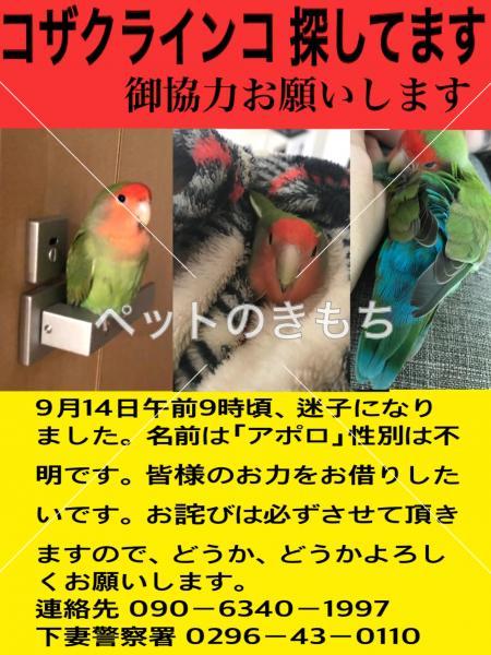 迷子鳥を探しています 茨城県下妻市下妻丙のコザクラインコ No 7173