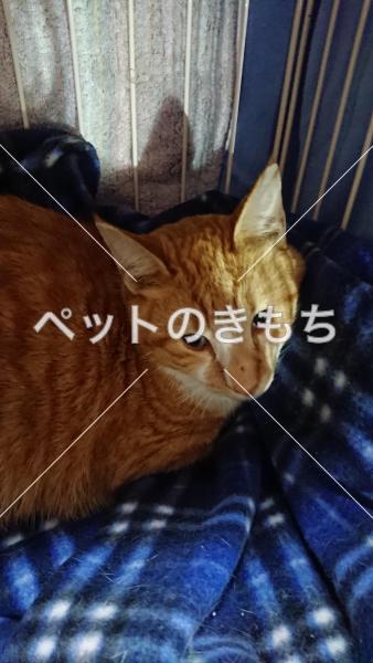 保護猫の画像