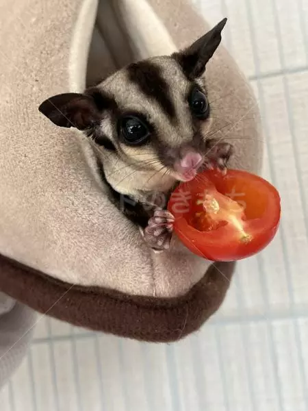 迷子ペットの画像