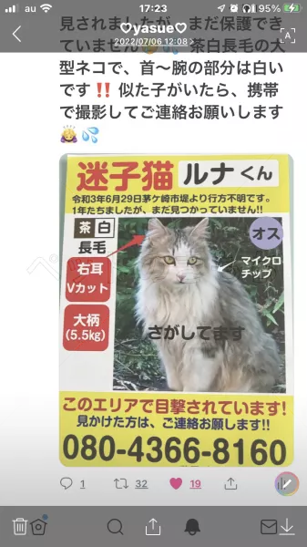 迷子猫の画像