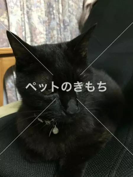 迷子猫の画像