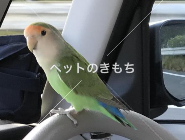 迷い鳥の写真
