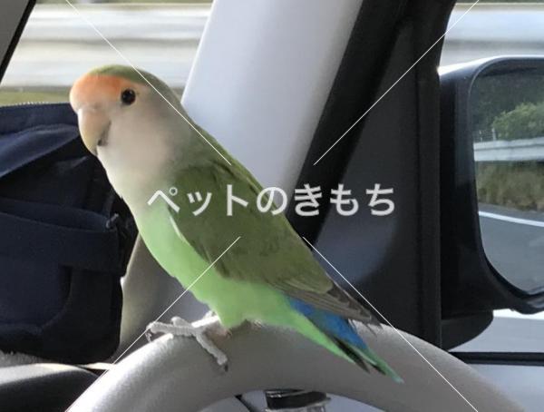 迷子鳥の画像