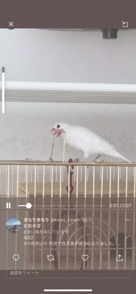 迷子鳥の画像