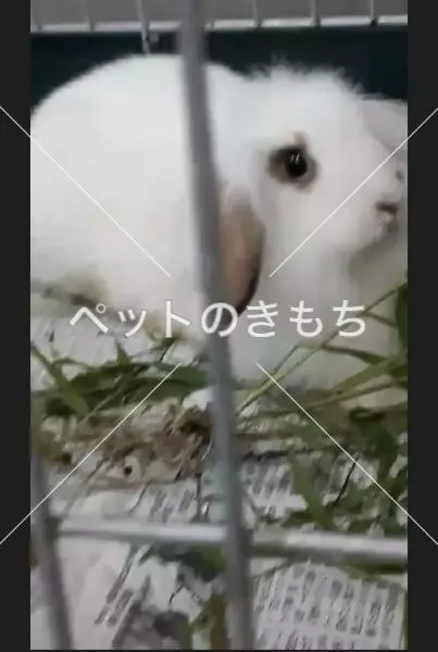 保護ペットの画像