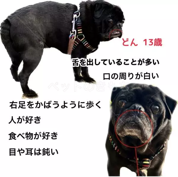 迷子犬の画像