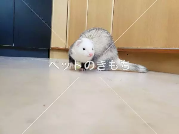 迷子ペットの画像