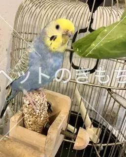 迷子鳥の画像