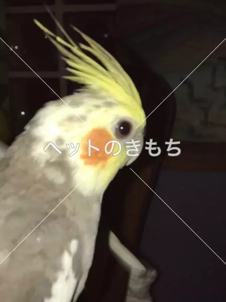 迷子鳥の画像