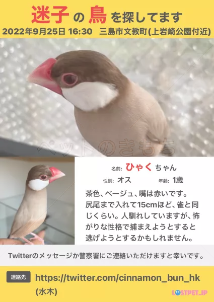 迷子鳥の画像