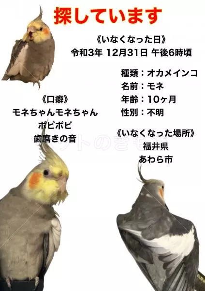 迷子鳥の画像