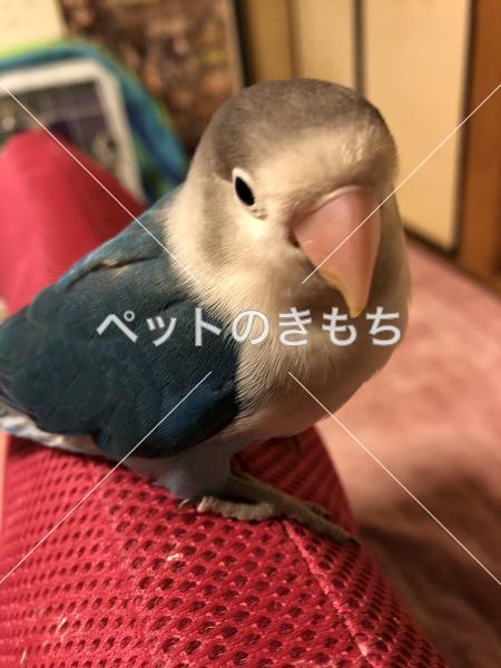 迷子鳥の画像