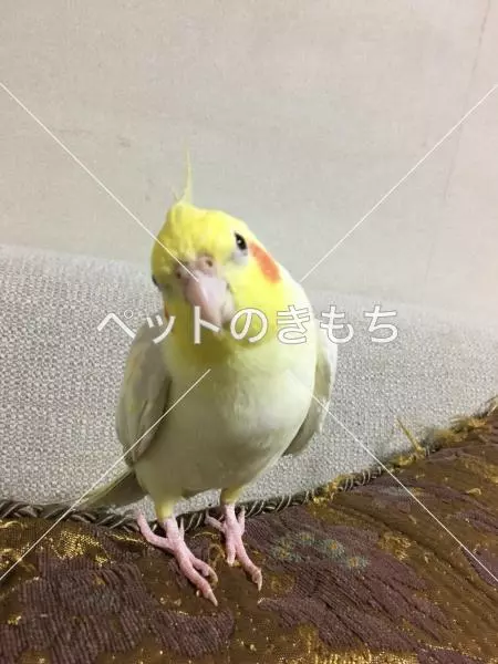 迷子鳥の画像