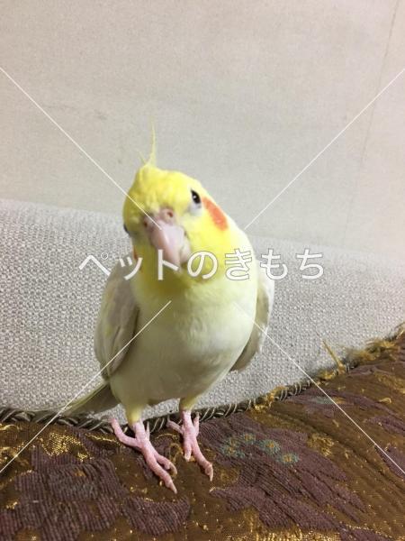 迷子鳥の画像