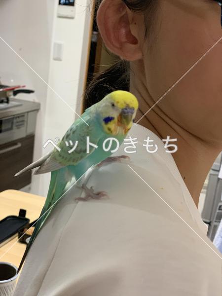 迷子鳥の画像