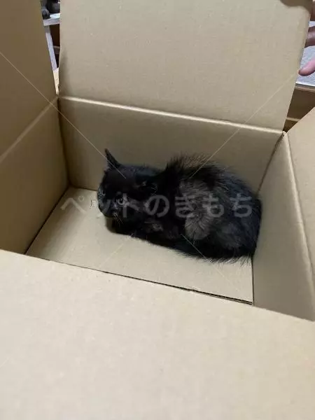 保護猫の画像