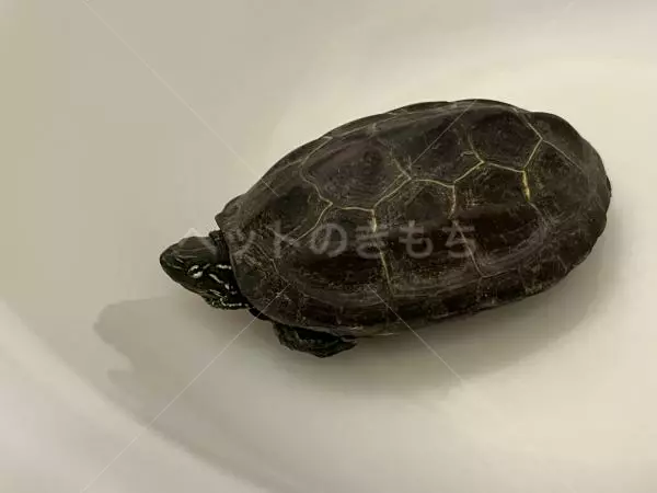 保護ペットの画像