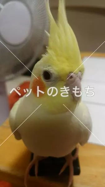 迷子鳥の画像