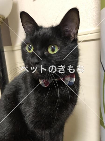 迷い猫の写真