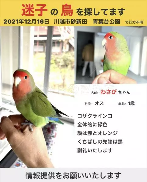 迷子鳥の画像