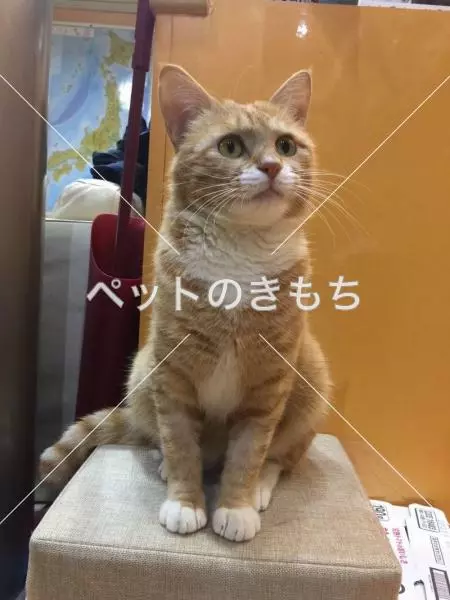 迷子猫の画像