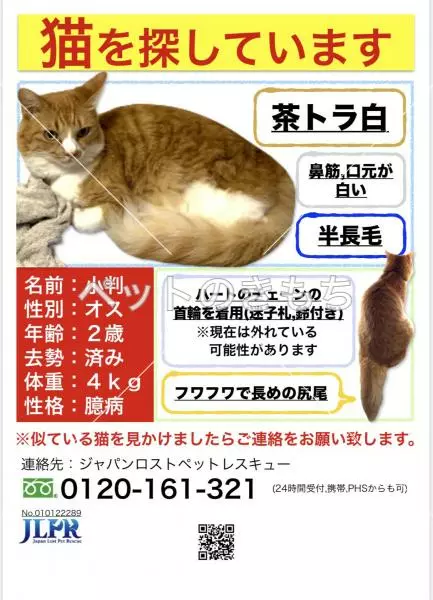 迷子猫の画像