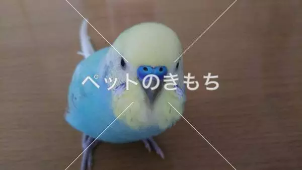 迷子鳥の画像
