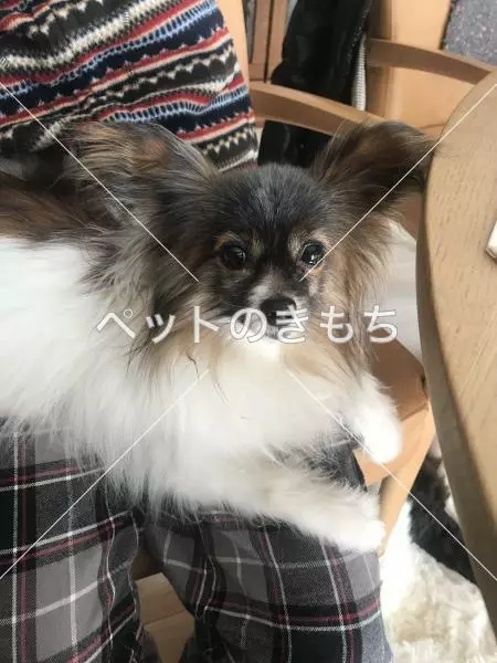 迷子犬の画像