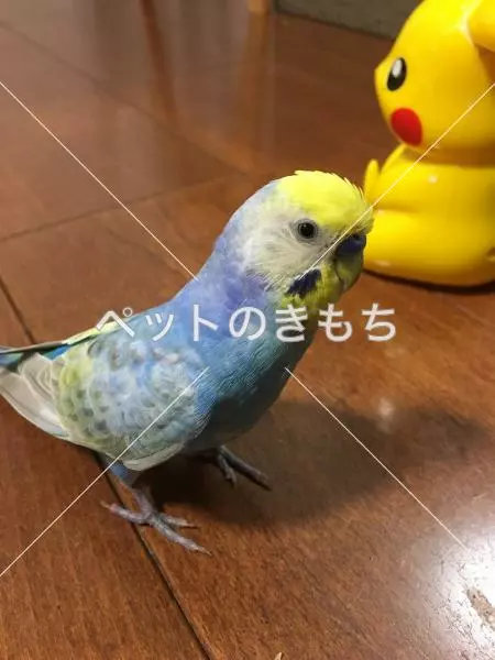 迷子鳥の画像