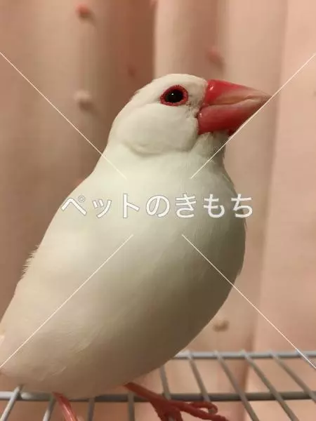 迷子鳥の画像