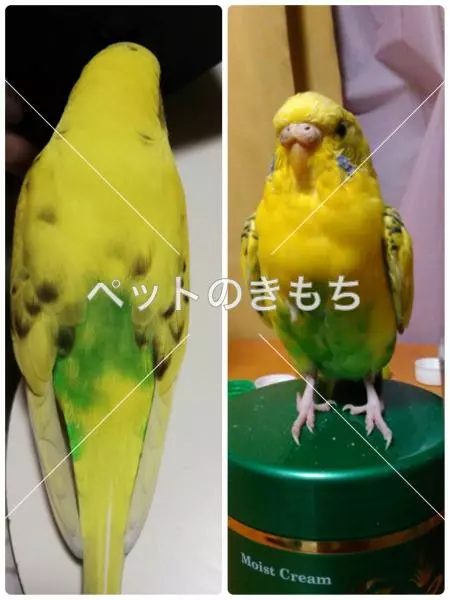 迷子鳥の画像