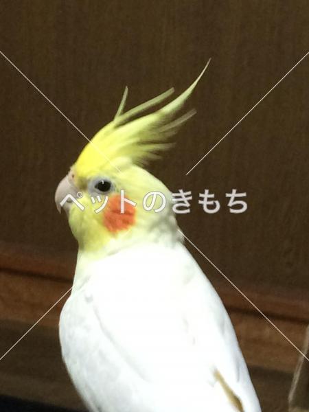 迷子鳥の画像