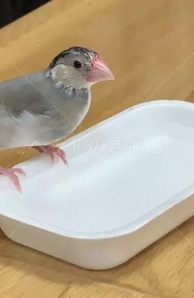 迷子鳥の画像