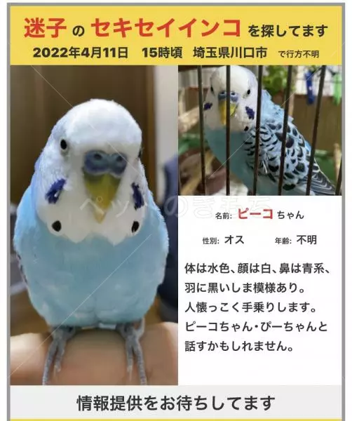 迷子鳥の画像