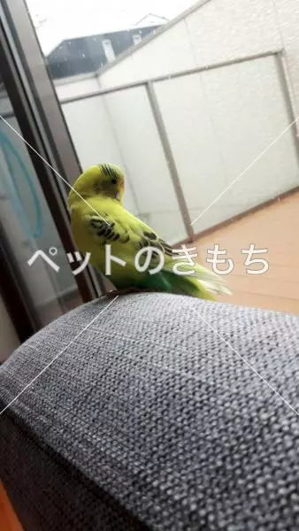 迷子鳥の画像