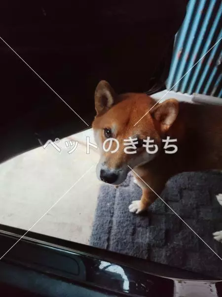 迷子犬の画像