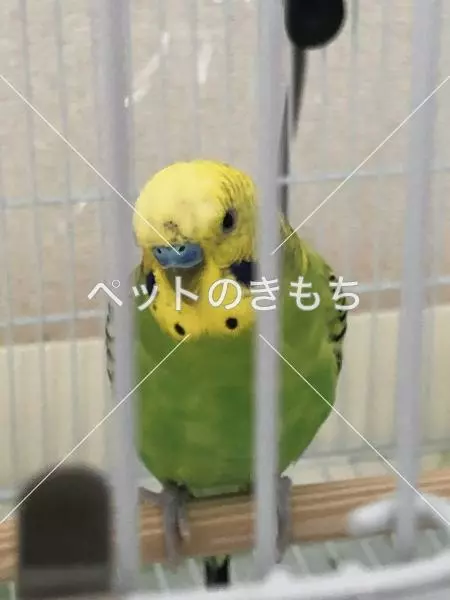 迷子鳥の画像
