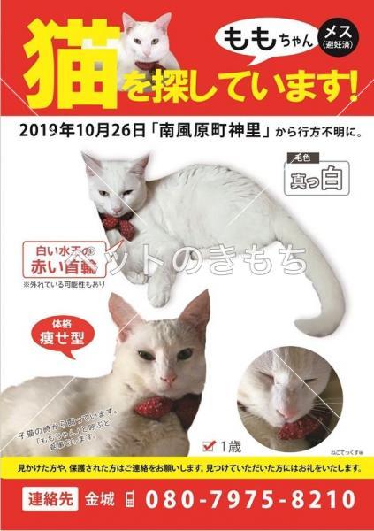 迷い猫の写真