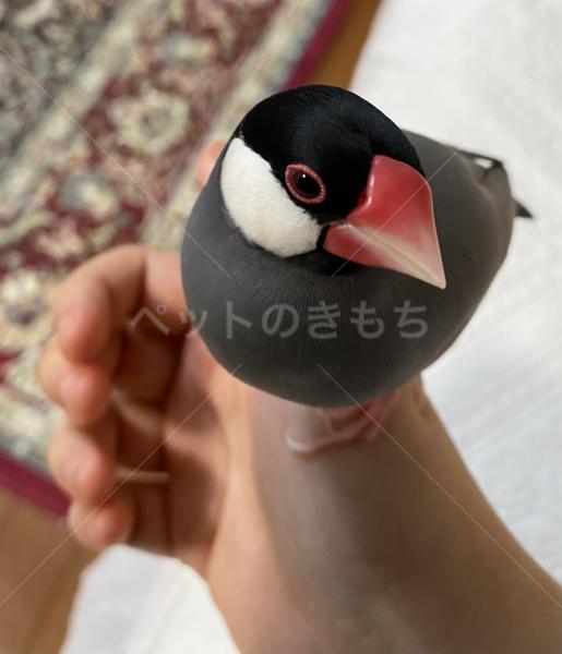 迷子鳥の画像