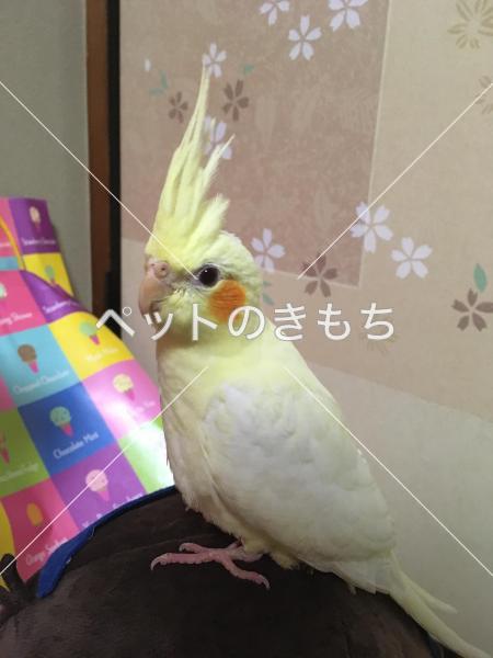 迷子鳥の画像