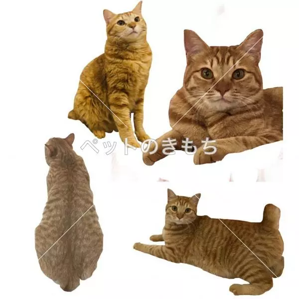 迷子猫の画像