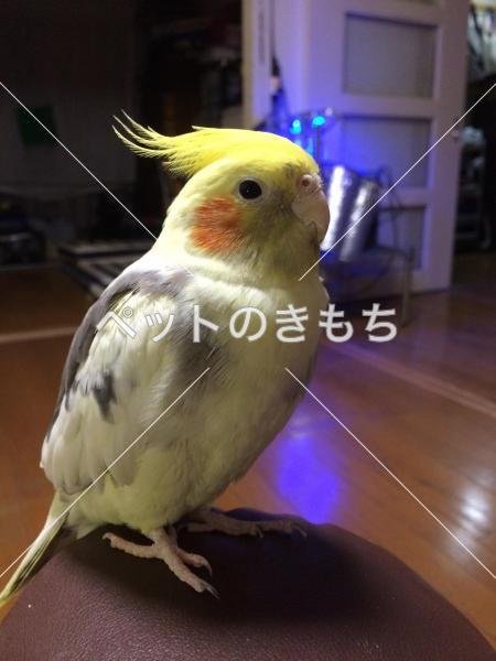 迷い鳥の写真