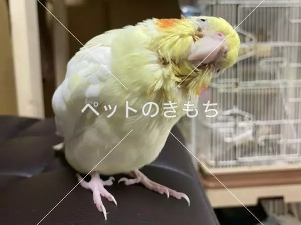 迷子鳥の画像