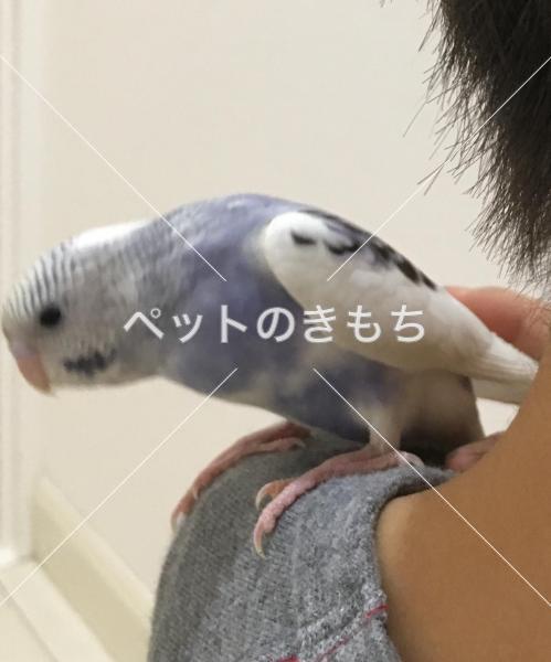 迷子鳥の画像