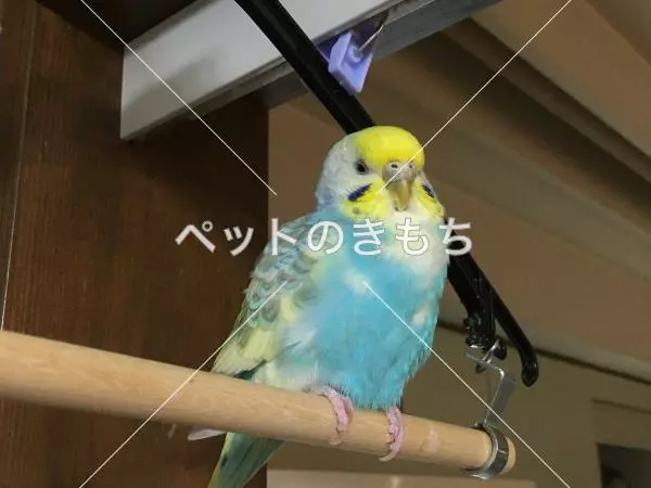 迷子鳥の画像