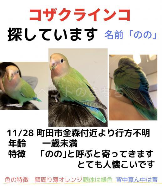 迷子鳥の画像